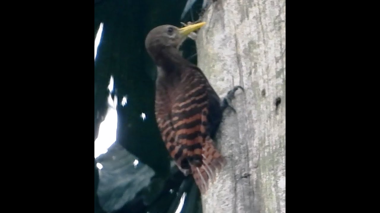 Bay Woodpecker - F | Mishmi Hills | Arunachal Pradesh | Bird Watching | Wildlife Photography