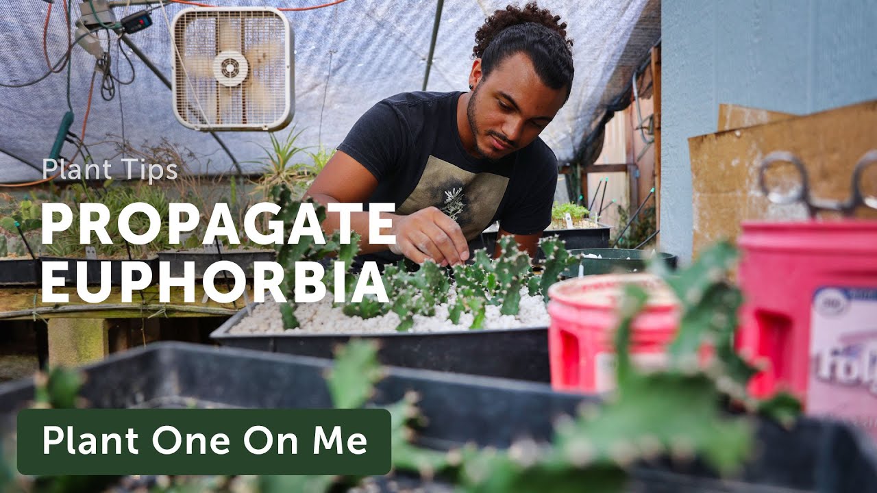 PROPAGATE EUPHORBIA (Carefully) — Ep. 325