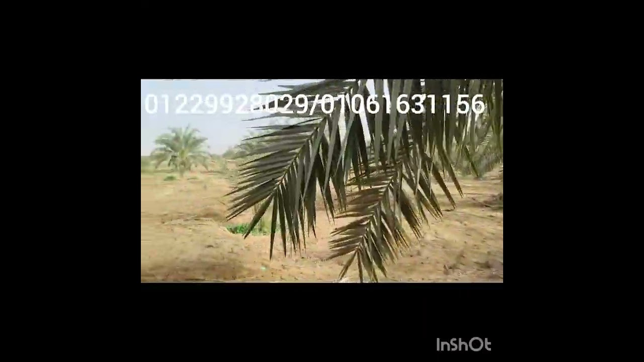 الواحات البحريه القصات