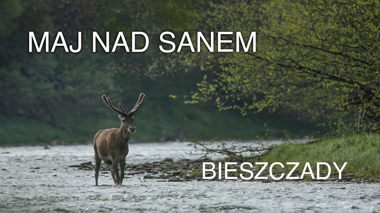 Maj nad Sanem. Jelenie dopisały, a niedźwiedź pokazał nam 4 litery. Z życia fotografów przyrody.