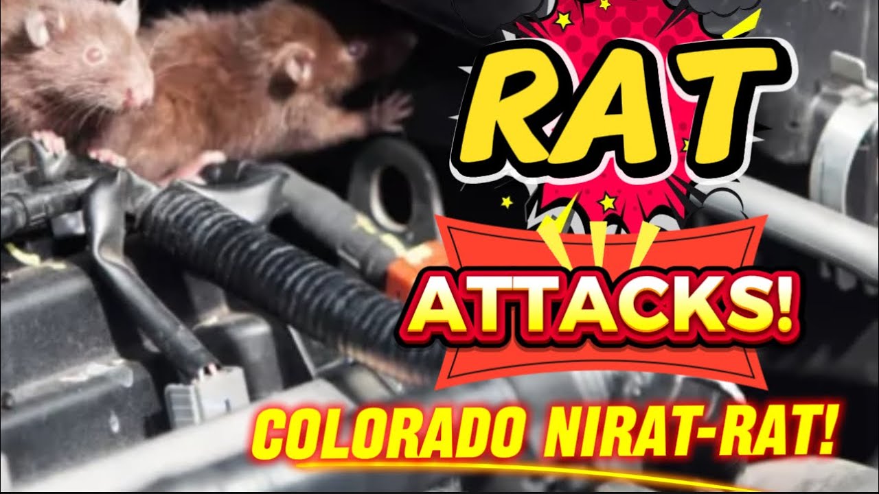 PESTENG MGA DAGA  NAGLUNGGA SA MAKINA NG COLORADO at NANIRA PA!
