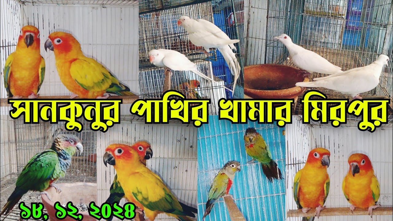 সাদা টিয়া সানকুনুর পাখির খামার || Sunkunur bird price || Pakhir khamar || Zulhas Bird house