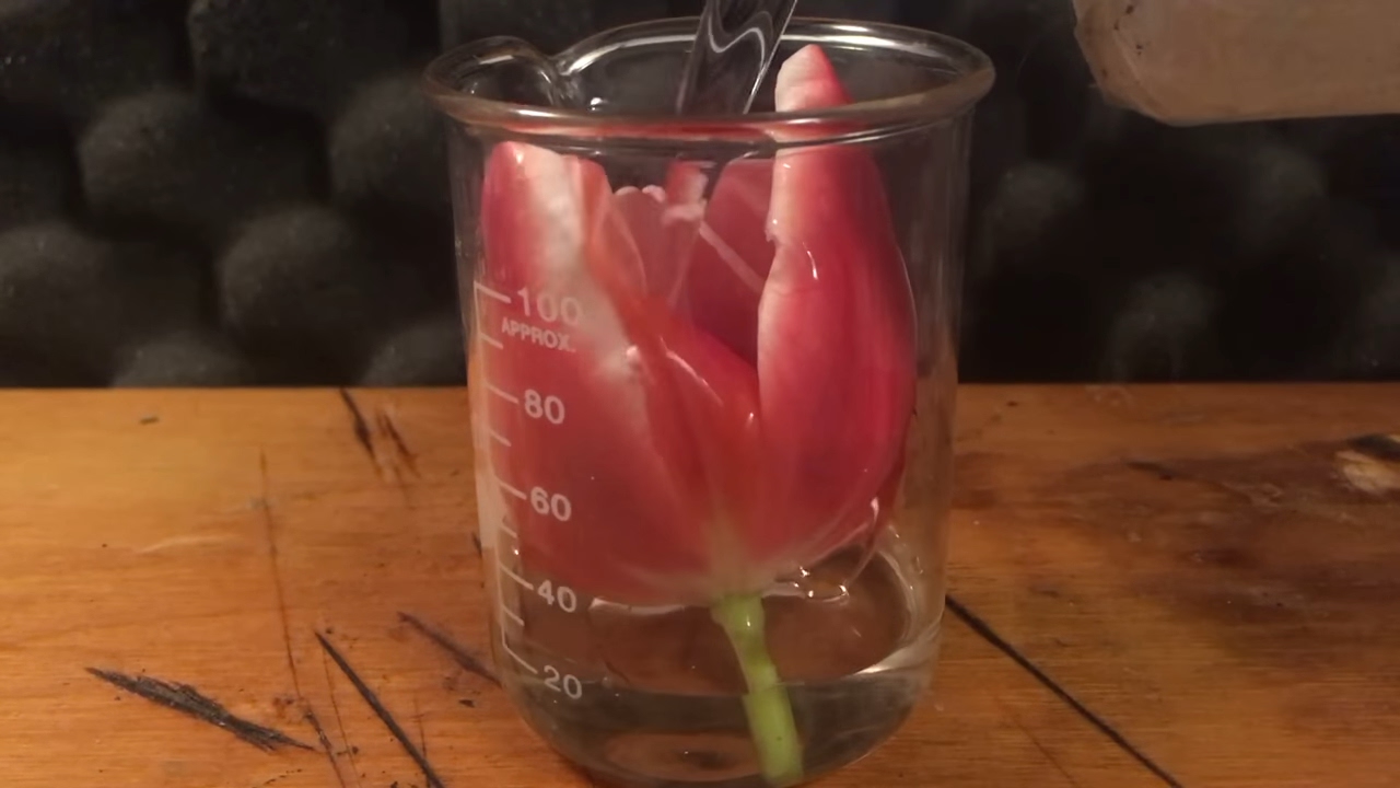 SULFURIC ACID vs. FLOWER *Chemical Reaction*