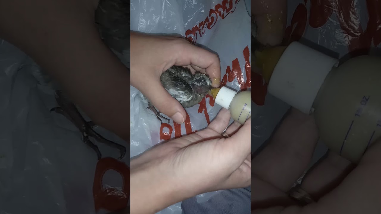 Feeding Dove Baby Orphan No. 1, How to Feed Dove Chicks!