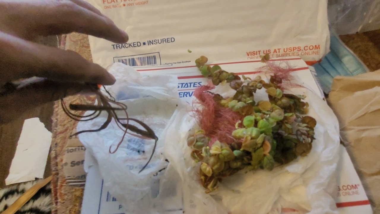 Crypt Spiralis Unboxing From Jeremy Carranza