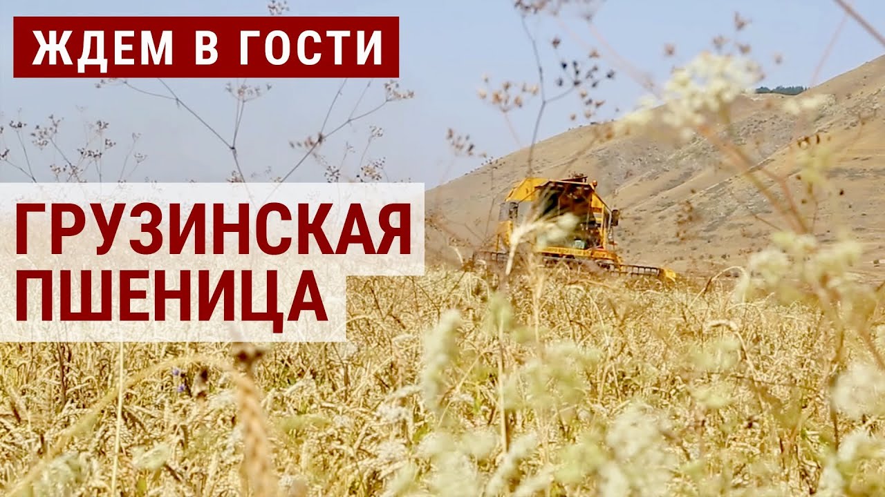 Возрождение грузинской пшеницы | ЖДЁМ В ГОСТИ
