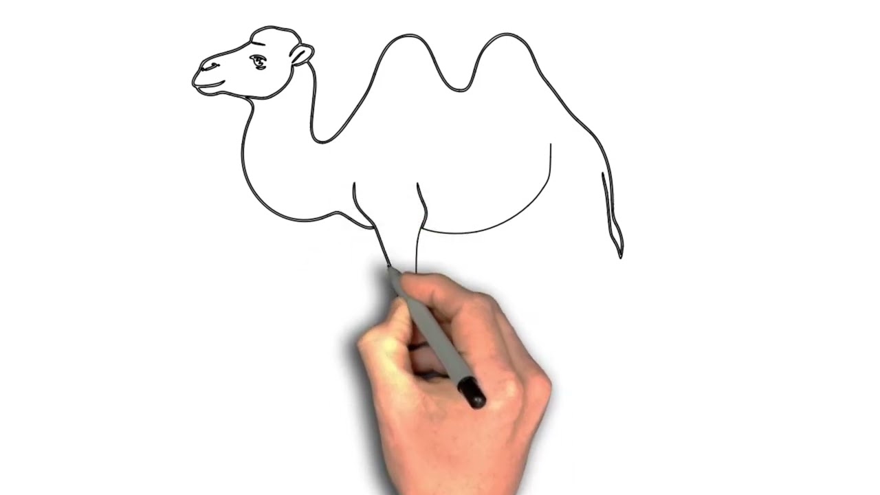 two humps camel drawing image 