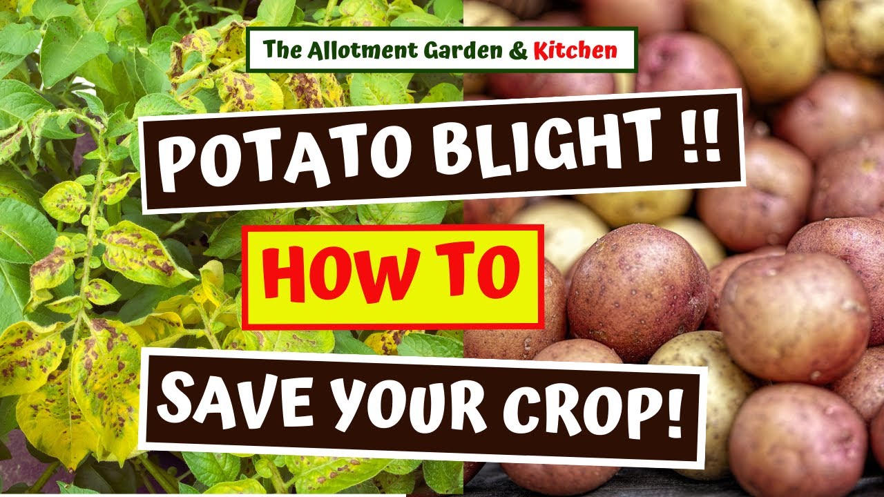 How to Identify Potato Blight and How to Save Your Crop (If you act quickly!) #119