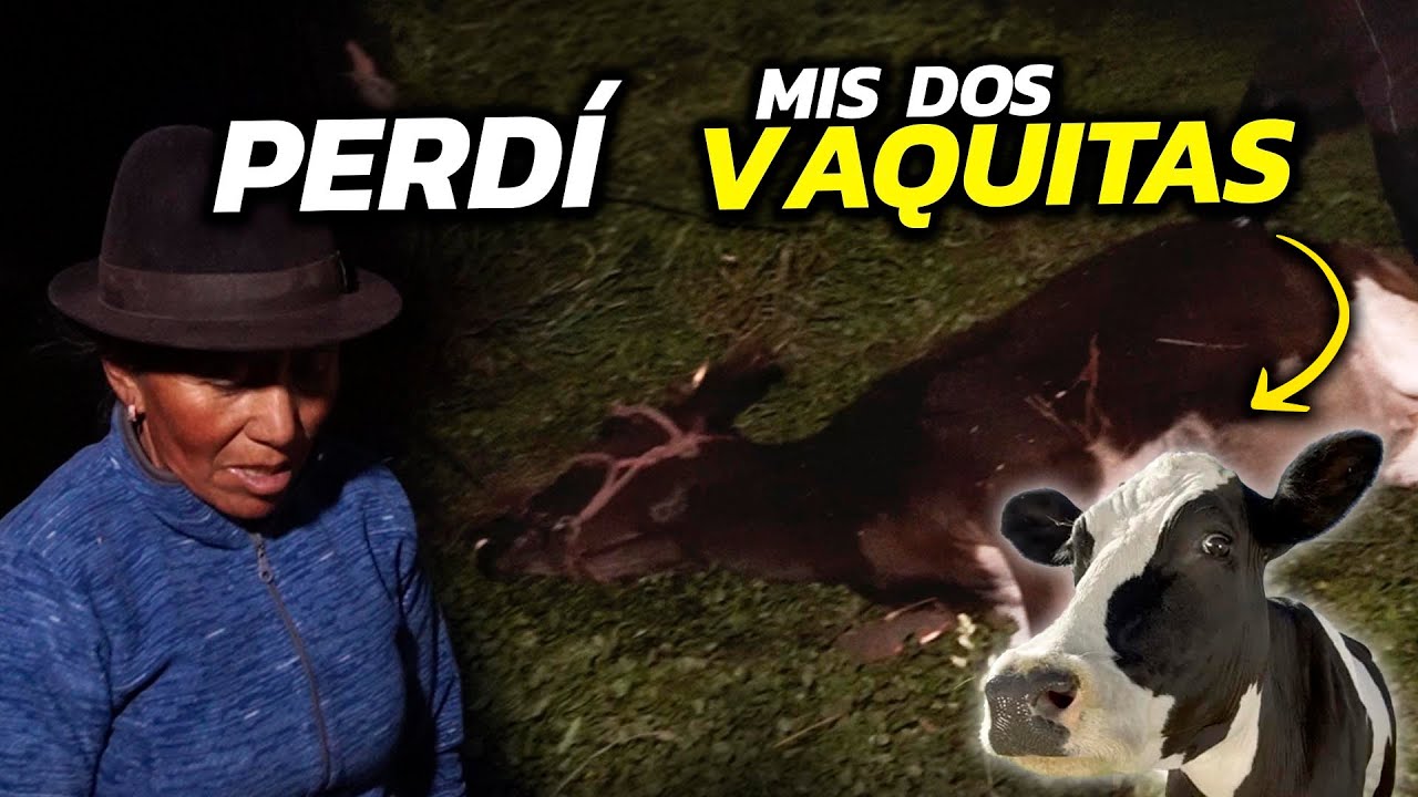 FUIMOS A RESCATAR A MIS VAQUITAS (llegamos tarde) | Doña Empera