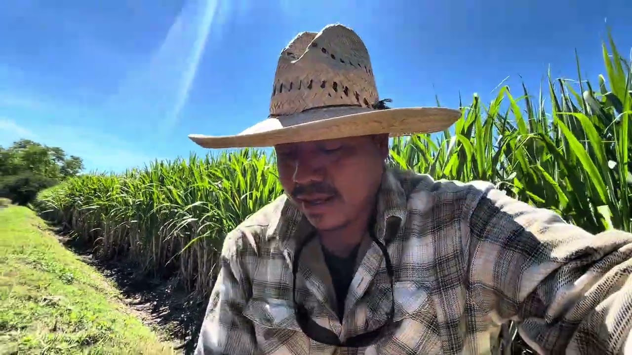 Otro día en la vida de un campesino | nos tocó limpiar los carriles 
