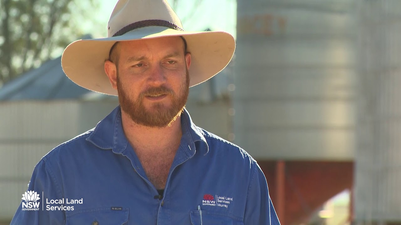 Lessons from the Drought: Lambing on Irrigated Pasture