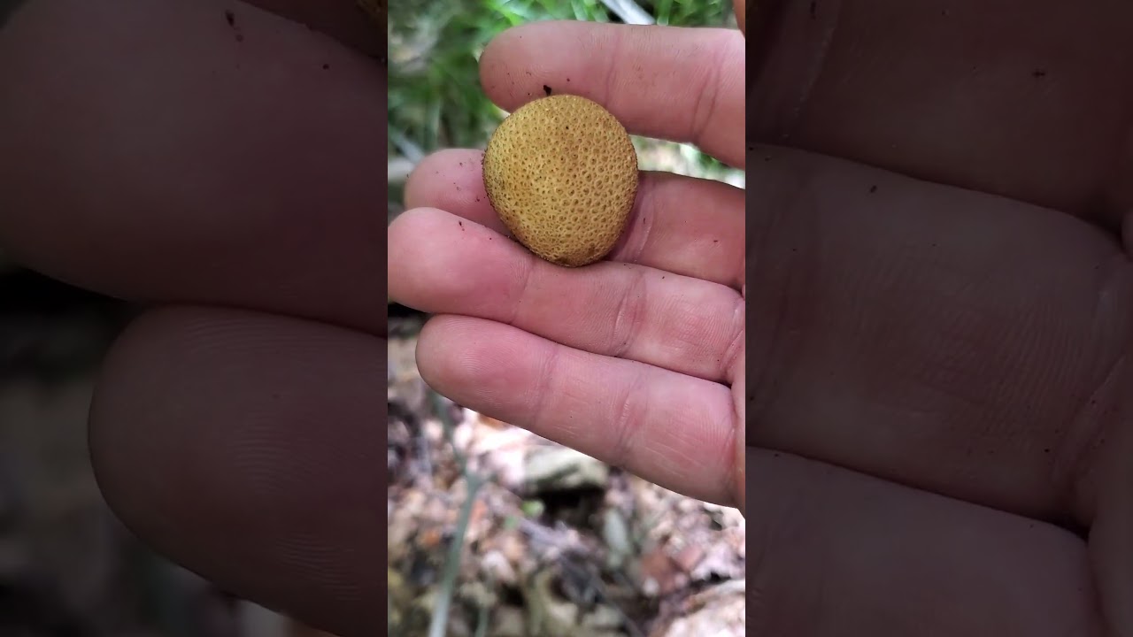 PigSkin Poison Puffball, AKA Common Earthball (Scleroderma citrinum)