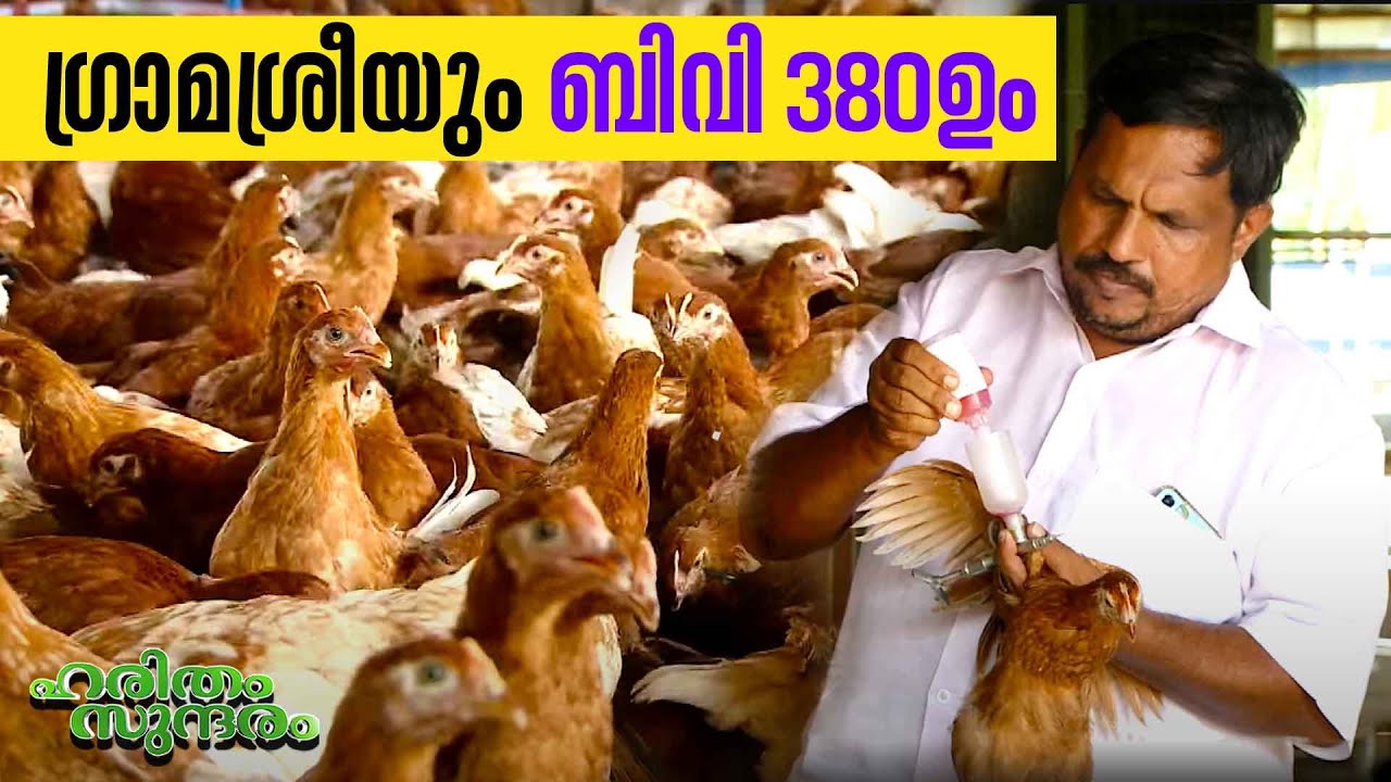 കന്നേറ്റിൽ പനയറ വീട്ടിലെ മുട്ടക്കോഴി വിപ്ലവം | BV 380 Chicken Farm | Haritham Sundaram EP 484