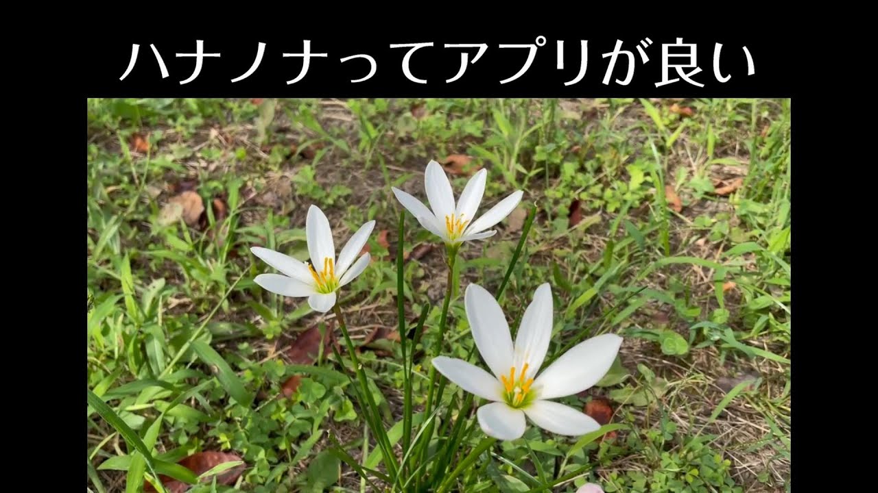 ハナノナってアプリが良い