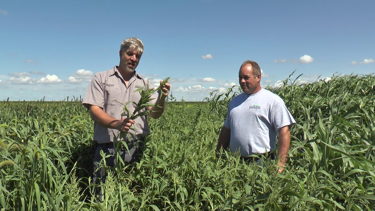 Brown Top Millet Cover Crop | Test Plot Summer 2016