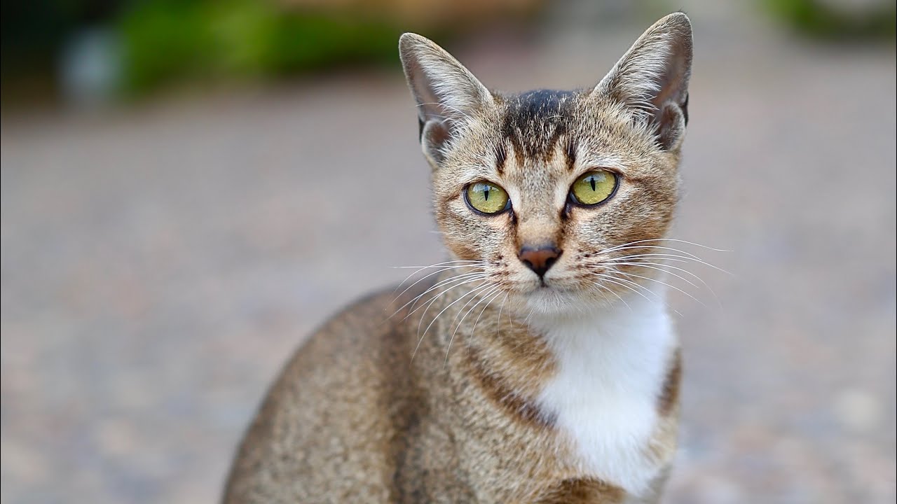 流浪小猫不顾仪态，跳上小姐姐身上吃东西