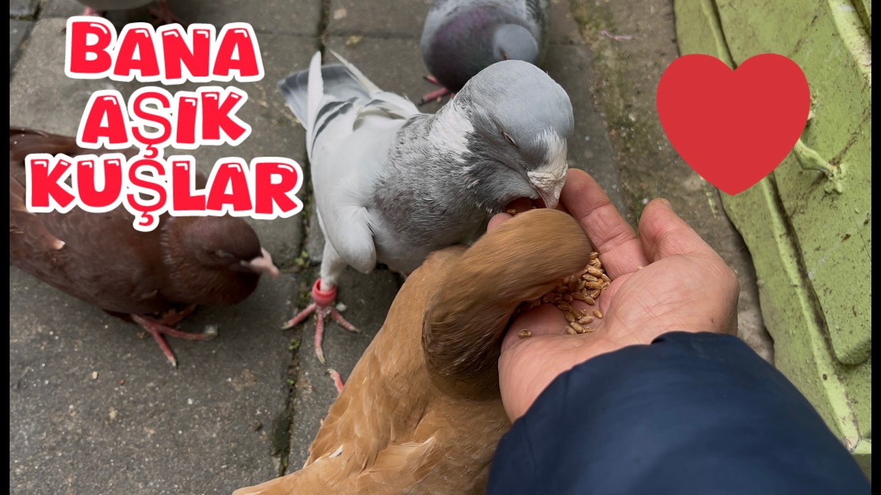BU KUŞLARI ELİDE YEMLEMESEM AÇLIKTAN ÖLÜRLER ( BEŞONUN YUMURTALARI TOZ OLDU )
