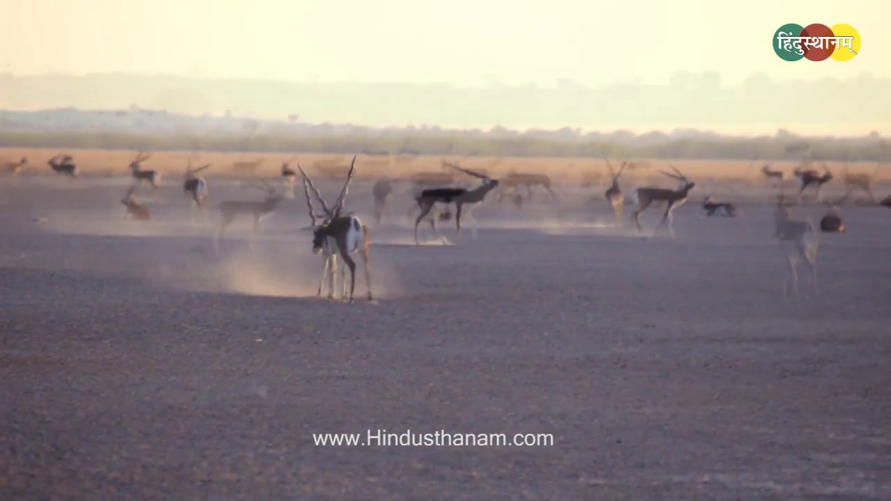 Tal Chhapar Sanctuary Churu #Rajasthan