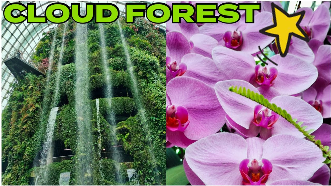 Exploring Singapore’s Cloud Forest | A Must-See indoor forest environment 🇸🇬