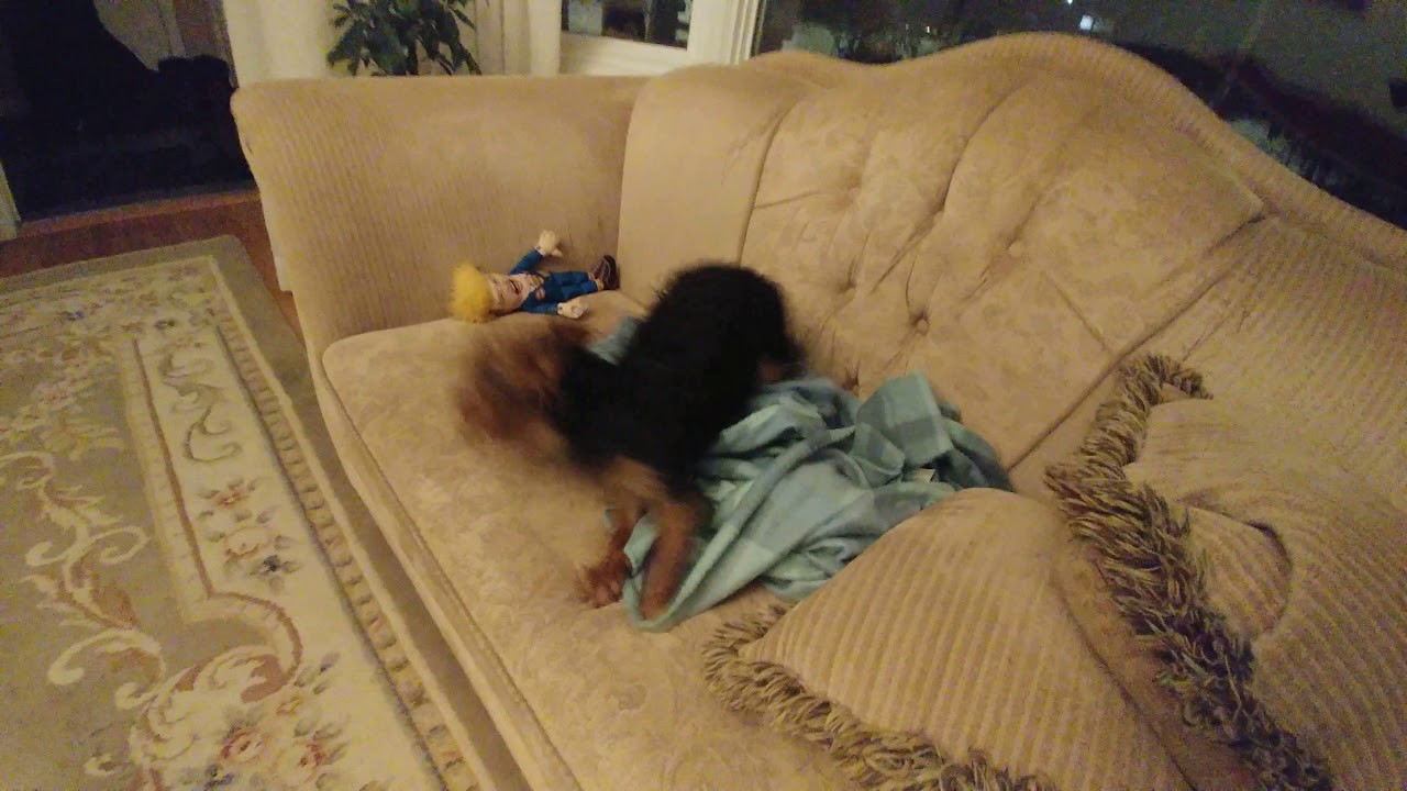 Yorkie after-bath zoomies