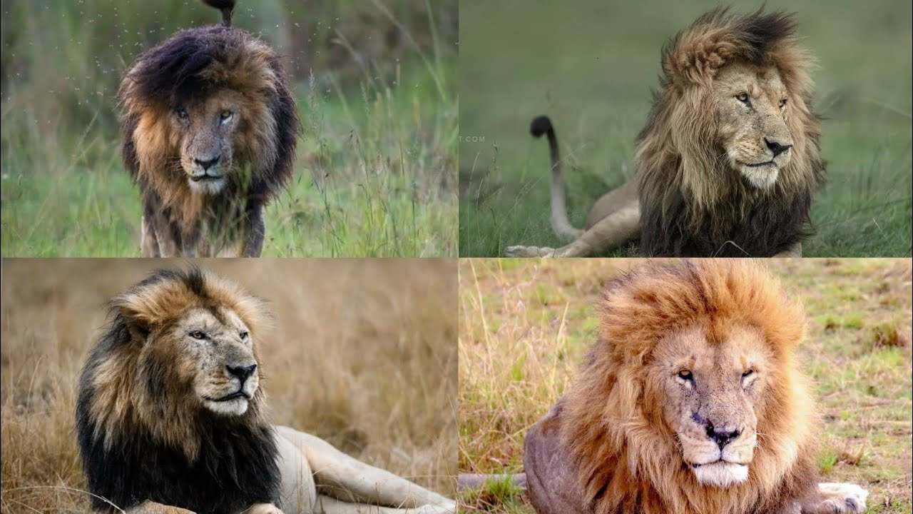 The Story of 4 Musketeers: The Legendary Coalition of Maasai Mara