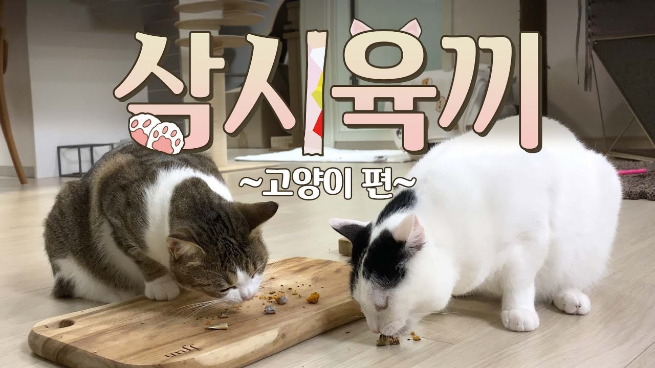 삼시육끼 고양이편 (부제: 수의사네 고양이들은 뭘 먹을까?)