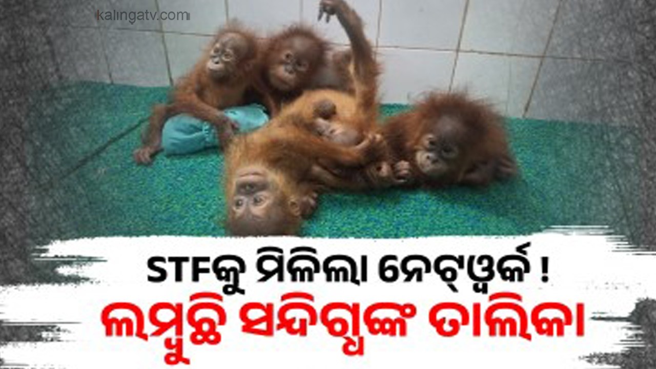 STF Intensifies Investigation Into Mysterious Orangutan Case | Kalinga TV