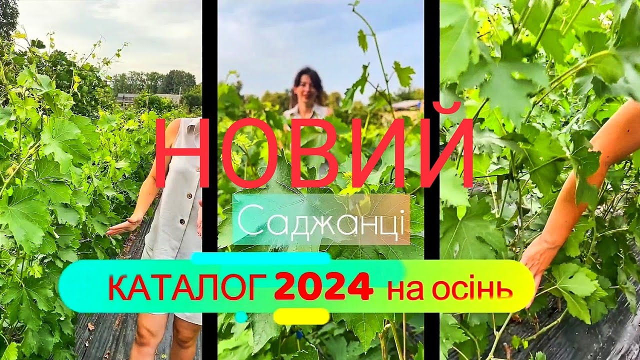 КАТАЛОГ 2024  ( осінь )