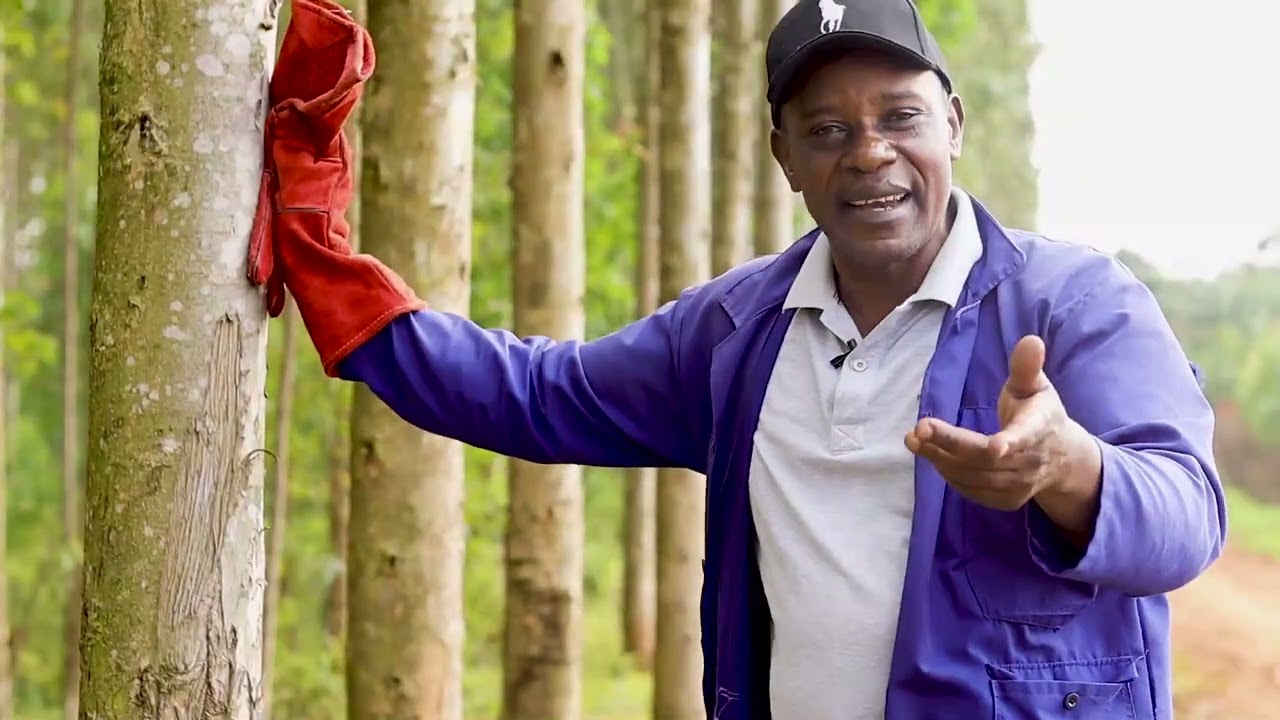 Mohammed Kakiika; how to earn money from your eucalyptus plantations.
