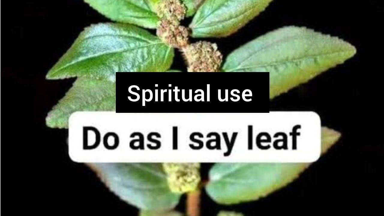 SPIRITUAL USE OF DO AS I SAY LEAF