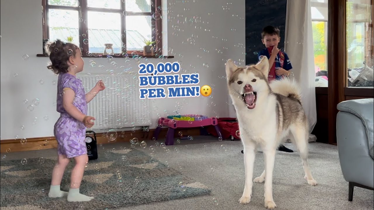 20,000 Bubbles Per Min!😮. Husky & Babies Reaction!