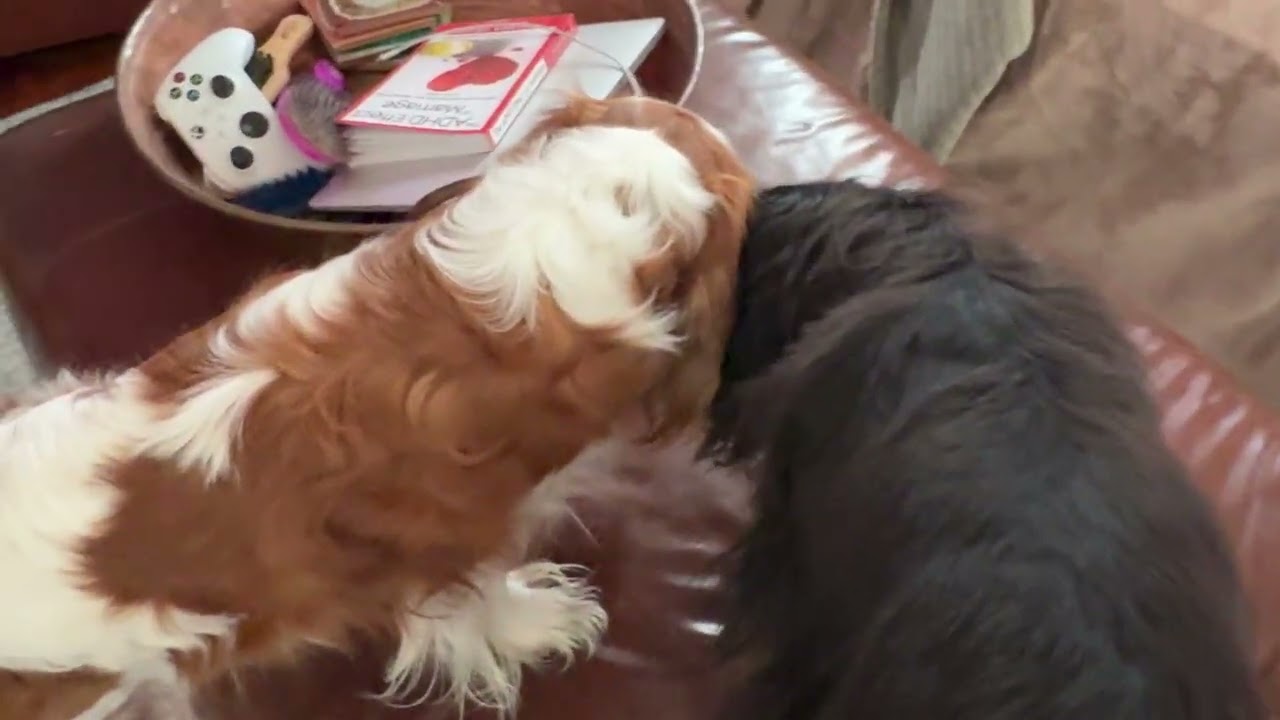 cute dog digs into bag bc he swears he saw a new toy in there