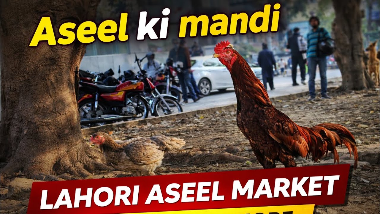 Aaj 1 March 2026 | Aseel Ki Mandi | Lahori Aseel Market Larri Adda Lahore | Sunday Birds Market