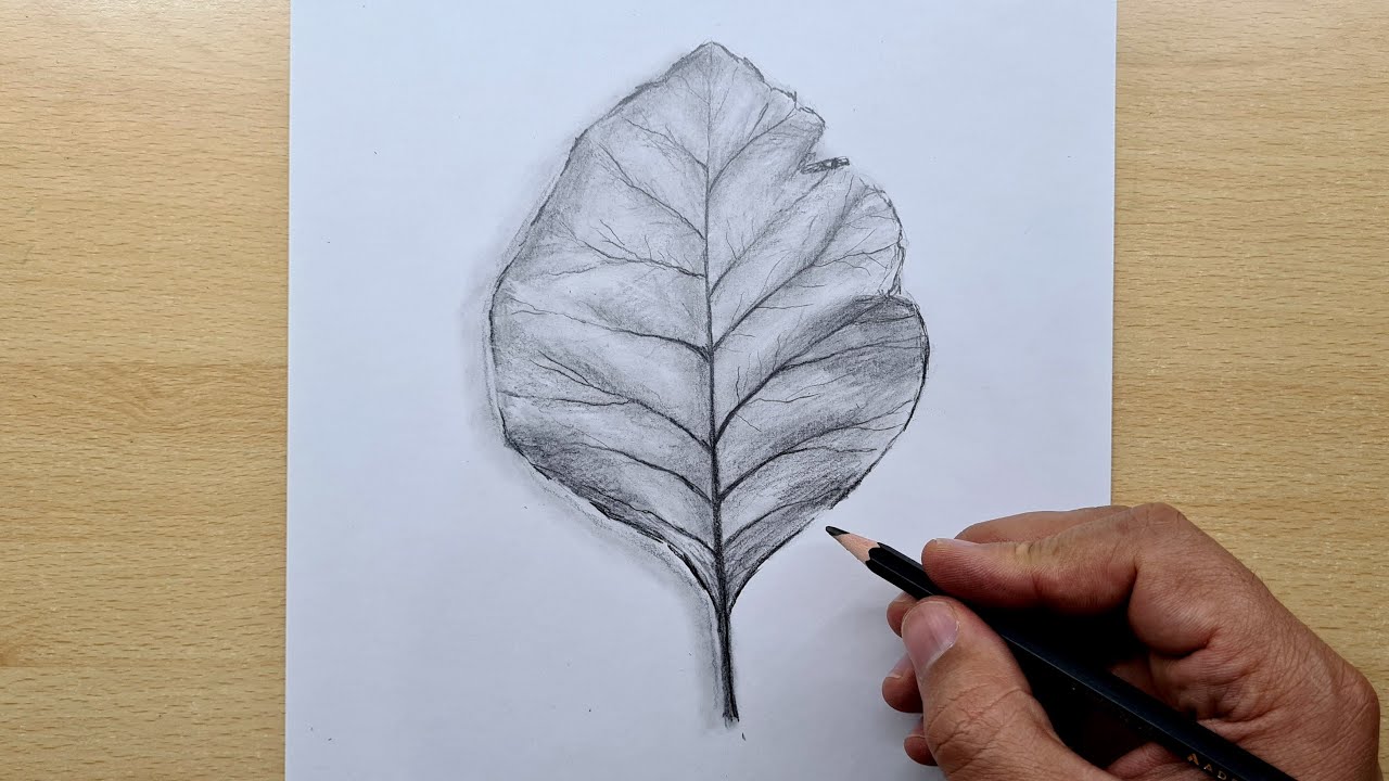 karakalem 3d yaprak çizimi / yaprak nasıl çizilir / karakalem çizimleri