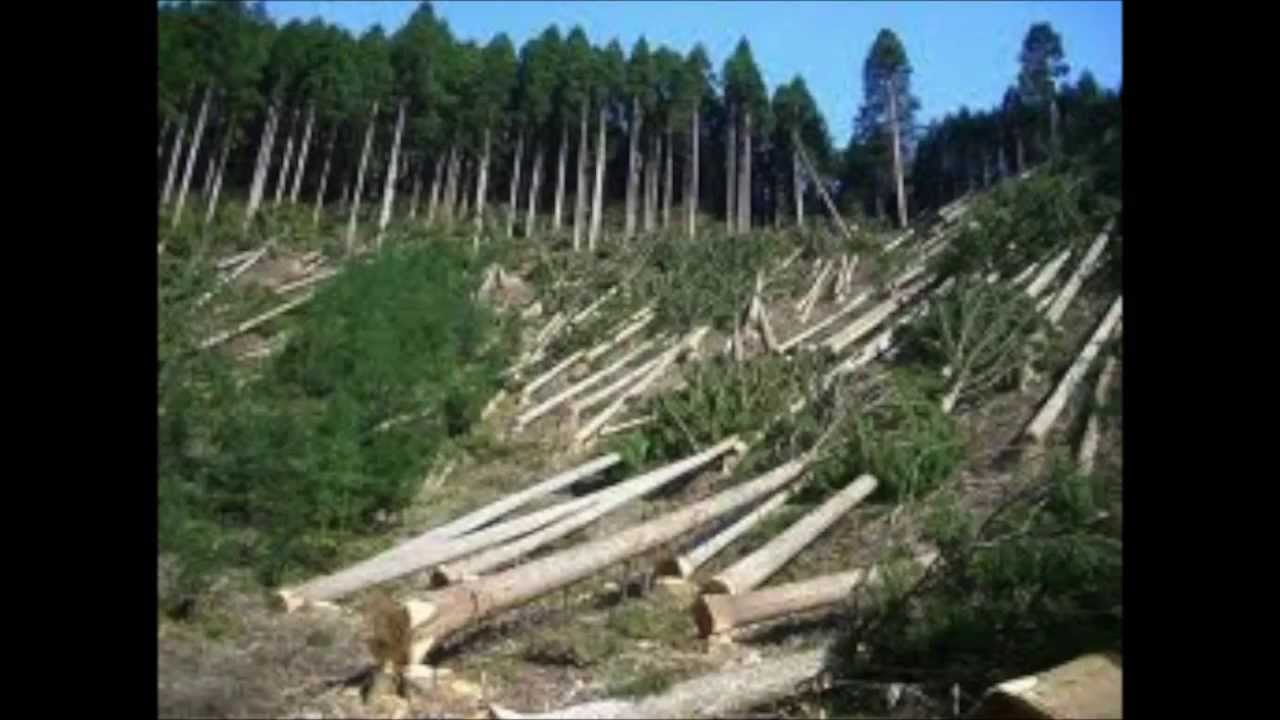 Human Affect On The Environment Wake Up call