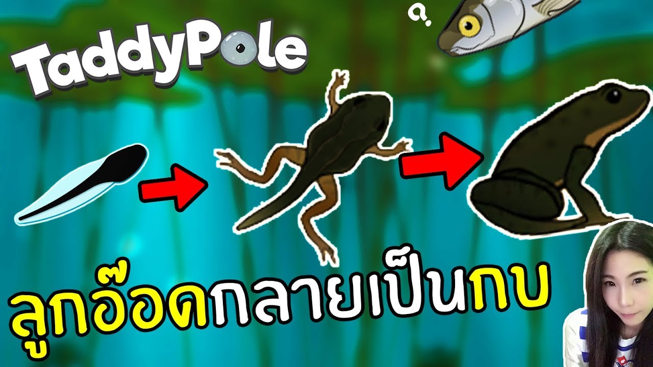 วิถีชีวิตลูกอ๊อดจนกลายเป็นกบ TaddyPole เกมมือถือ | DevilMeiji