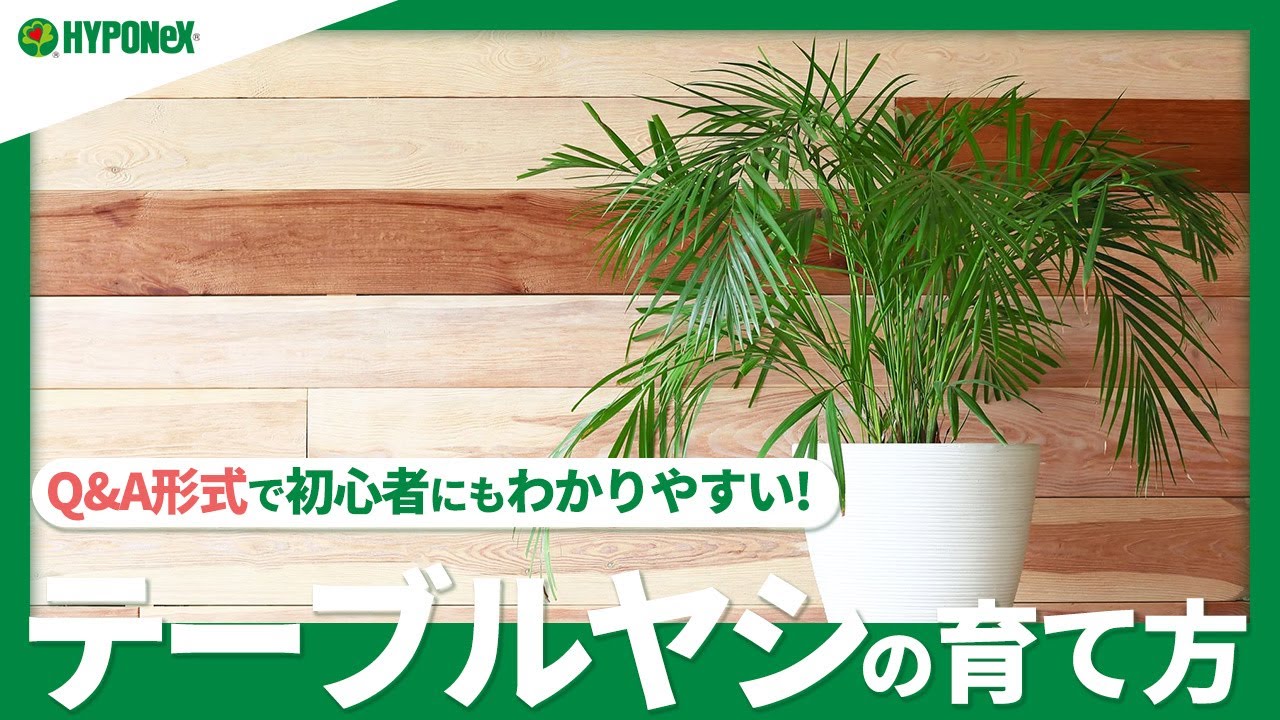 ☘13: テーブルヤシの育て方｜初心者でも育てやすい？枯れる原因や増やし方などもご紹介【PlantiaQ&A】植物の情報、育て方をQ&A形式でご紹介