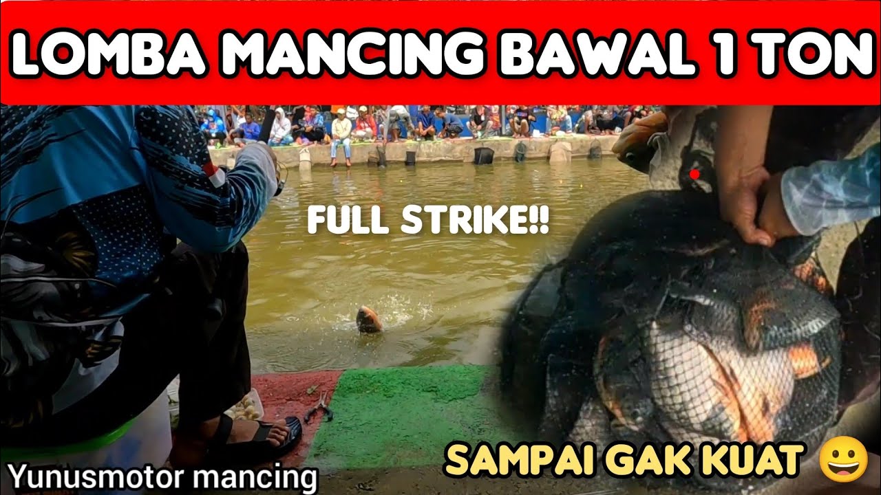 Full strike, keseruan lomba mancing bawal 1 TON. sampai pegel tangan..!!