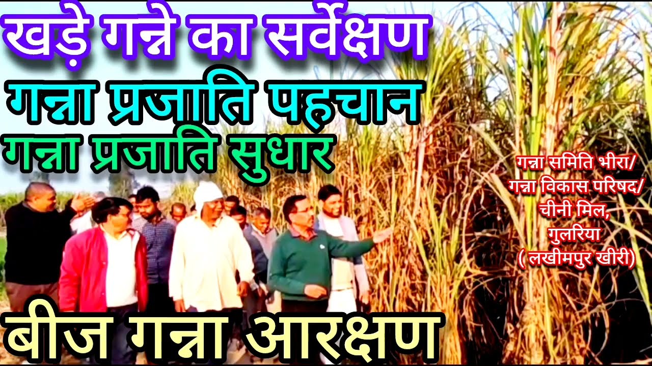 यह गन्ना कृषक भाई फ़रवरी में भी करते है इतनी दूरी पर लाज़वाब गन्ना बुआई#गन्नाखेती#sugarcanefarming 