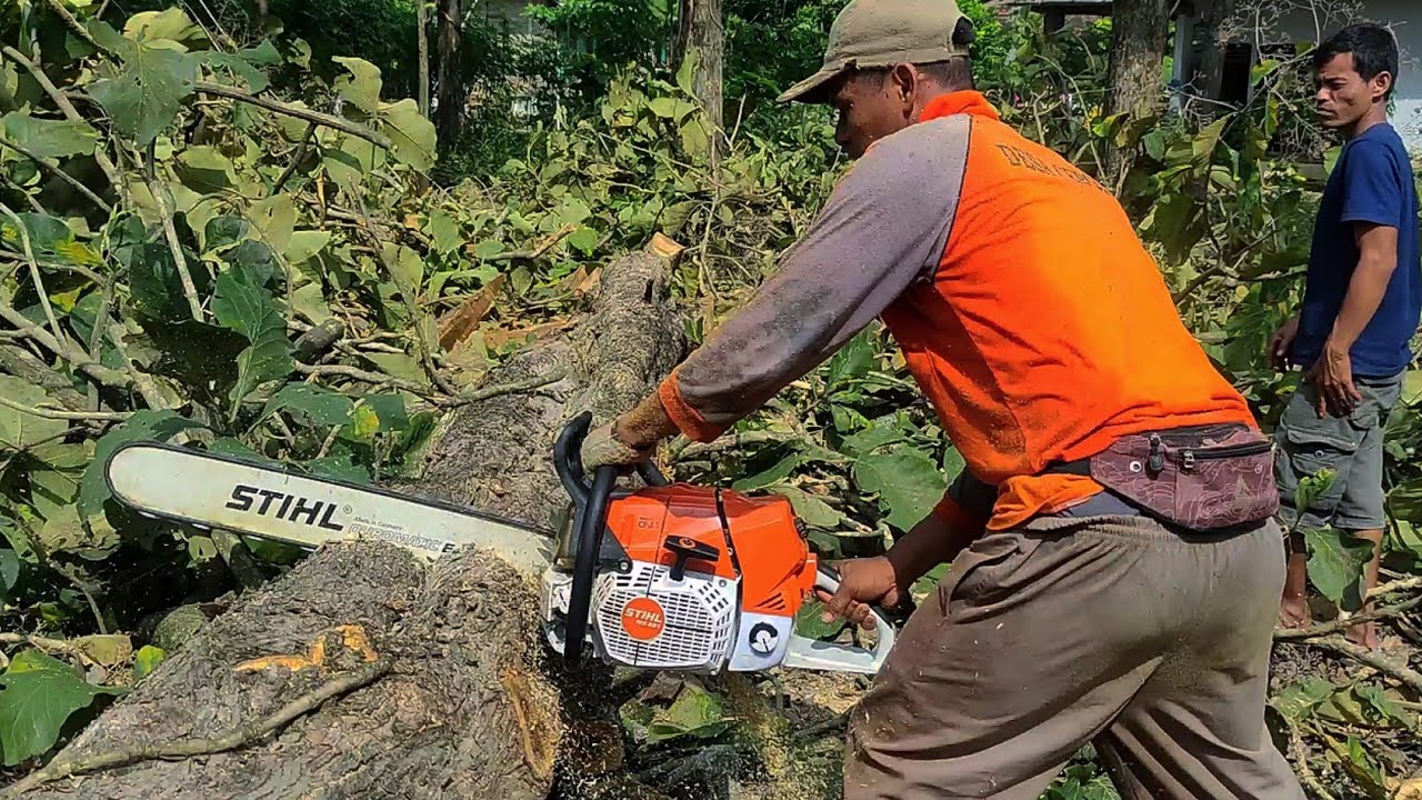 STIHL MS 881 First Cut - Спил тикового дерева