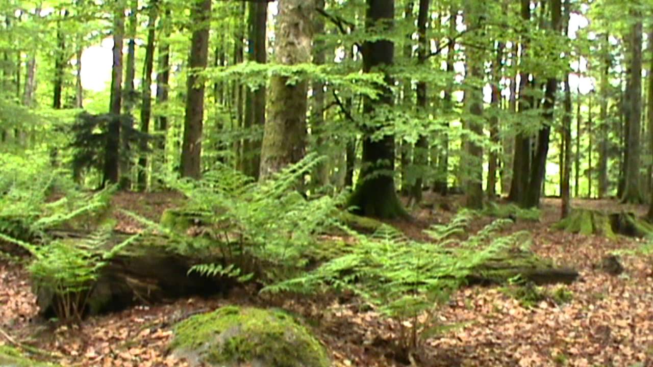 For&ecirc;t et chants d'oiseaux (3)