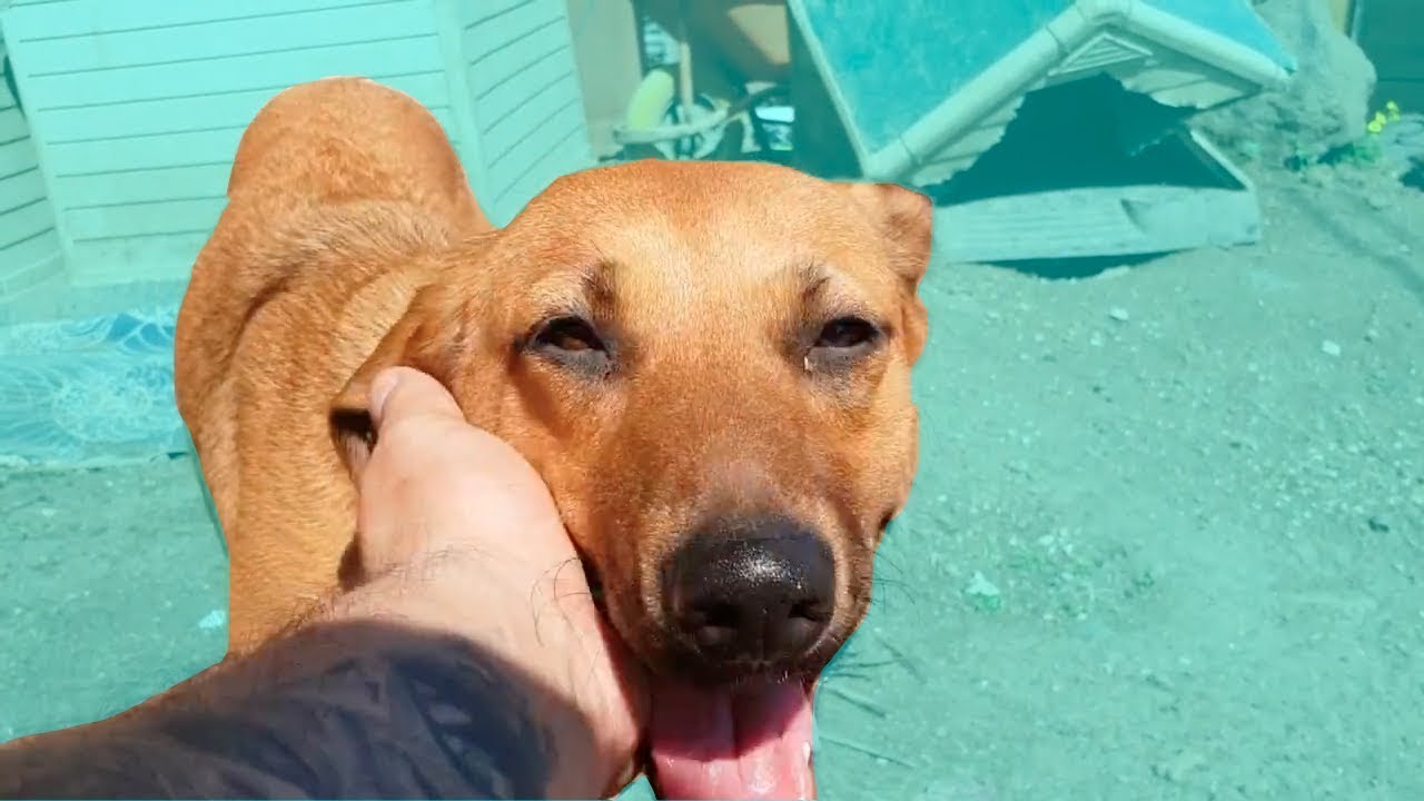 Bikers Helping & Saving Animals Compilation 2018 | REAL LIFE HERO'S