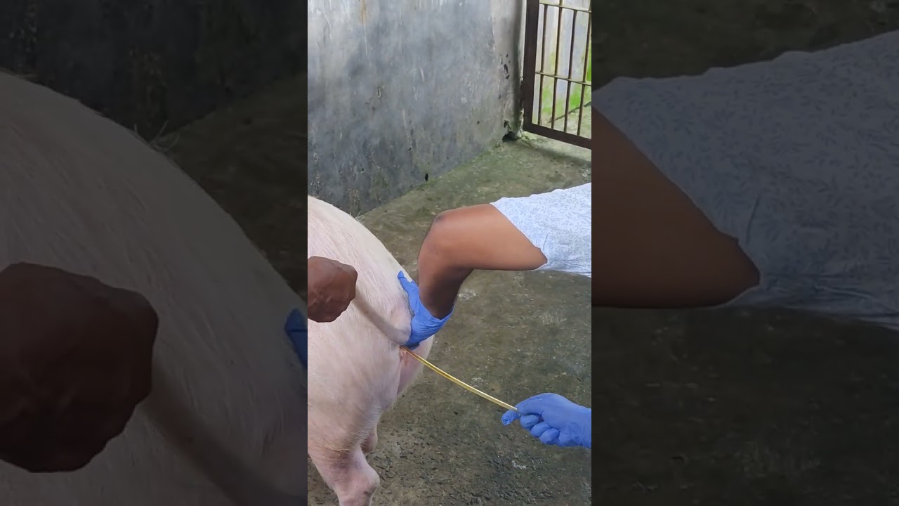 Artificial Insemination (AI) process in Pigs l LPM Farm