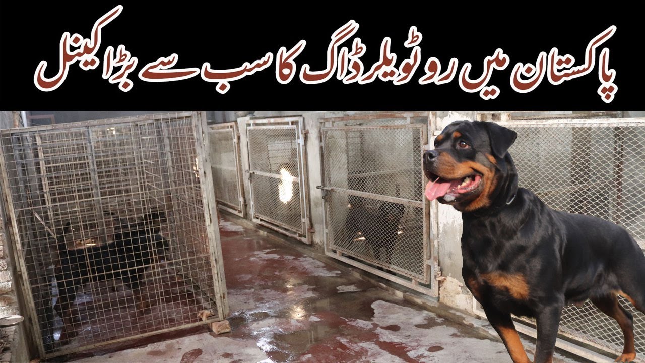Visited at Vom Venom ( Usama Hameed & Sarrosh Ahmad ) Rottweiler Dog Kennel in Muzaffargarh Pakistan