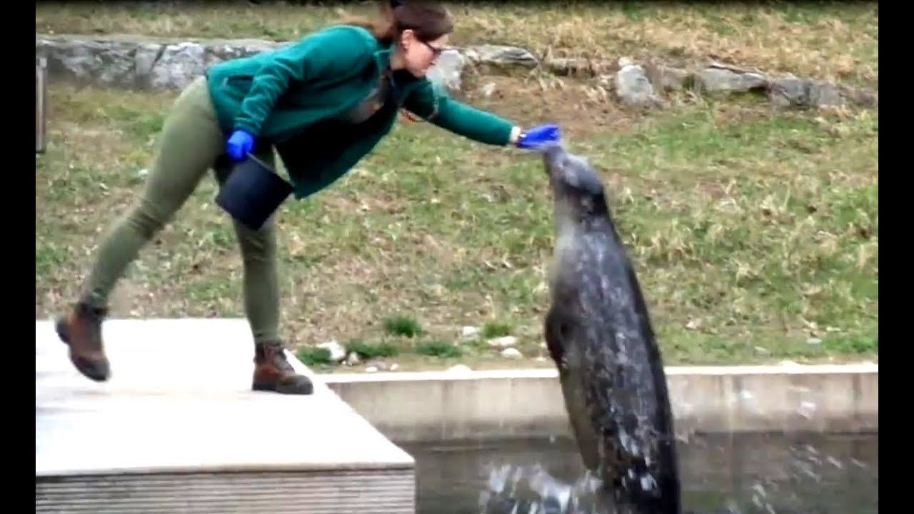 Międzynarodowy Dzień Foki -  ZOO Wrocław - pokazowe karmienie fok