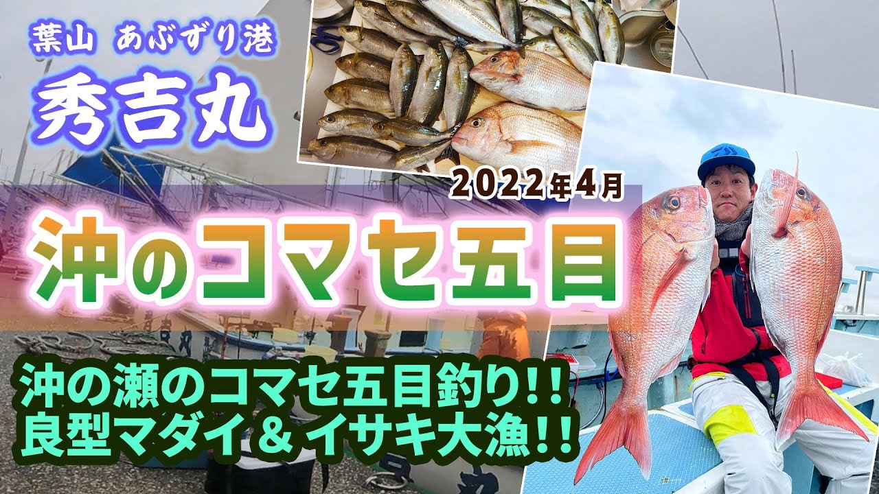 【真鯛・イサキ】沖の瀬のコマセ五目釣り！良型真鯛ゲット！イサキ大漁！【葉山あぶずり港 秀吉丸 10号船】