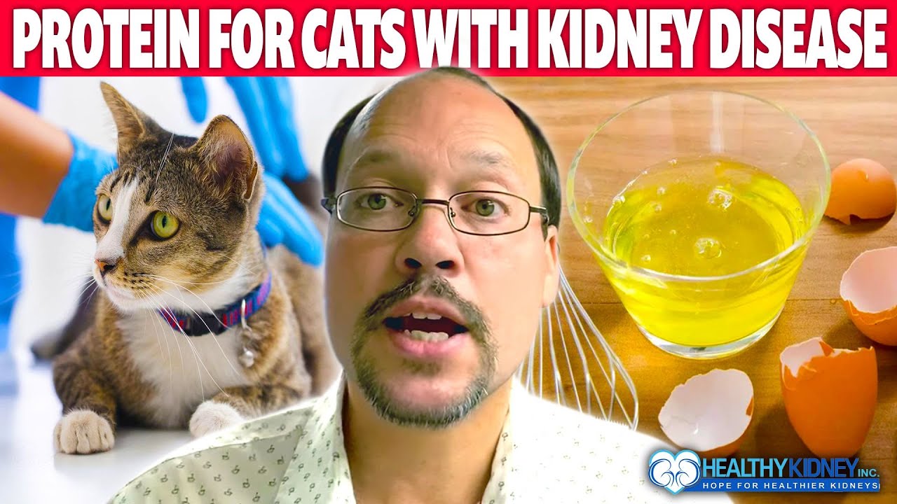 Protein For Cats With Kidney Disease | Top 3 Protein Foods For Your Cat With Kidney Disease