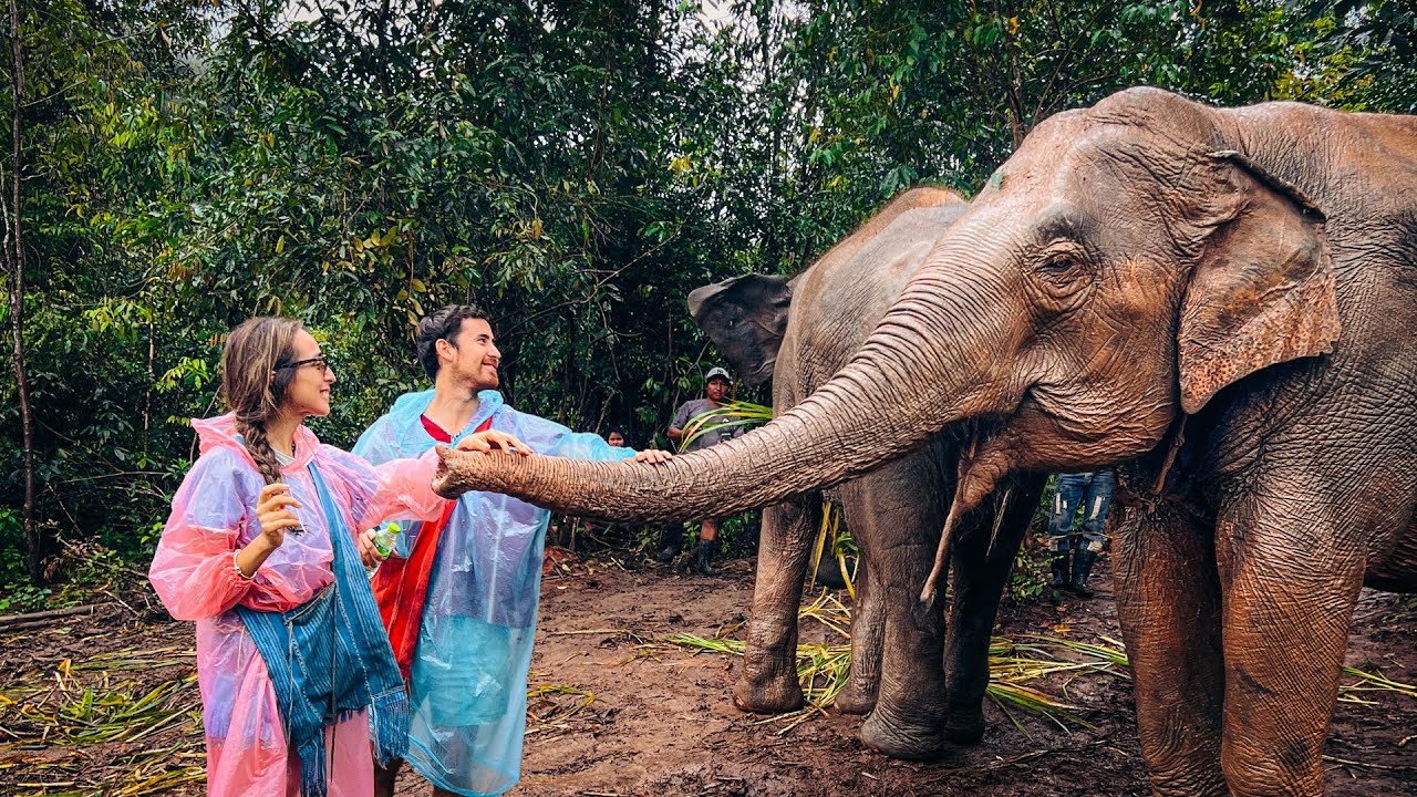 SANTUARIO DE ELEFANTES en TAILANDIA | Así fue salir en busca de ellos en la selva de CHIANG MAI