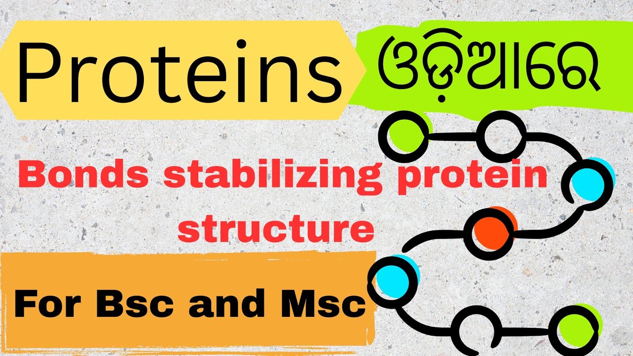 Bonds stabilizing protein structure /for Msc and Bsc