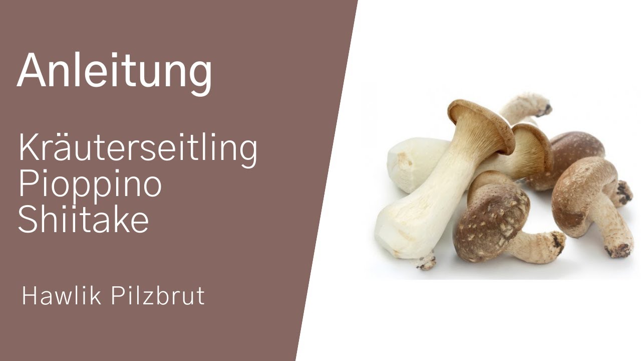 Anbau einer Shiitake, Kr&auml;uterseitling oder Pioppino
